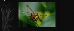 Fotogaleria