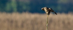 Nature & Animal Photography
