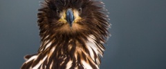 Wildlife and Nature Photography
