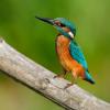 Naturphotografie